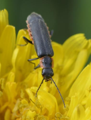Cantharis pulicaria